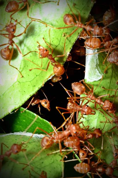 istock Ant Community at nest - animal behavior. 2077719790