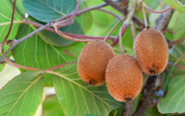 istock Kiwi tree with fruit and leaves in the sun 2077720854