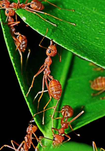istock Ants biting leaf, building nest - animal behavior. 2077726649