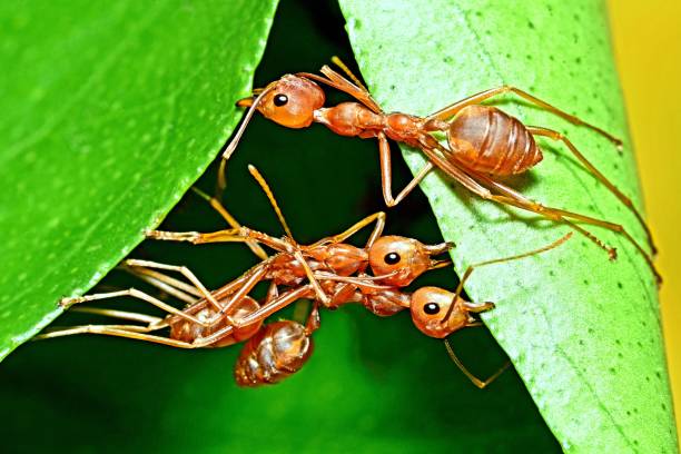 Ants biting leaf, building nest - animal behavior.