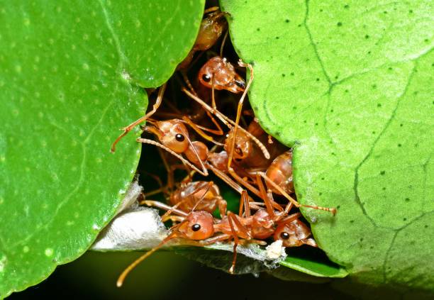 Ants biting leaf, building nest - animal behavior.