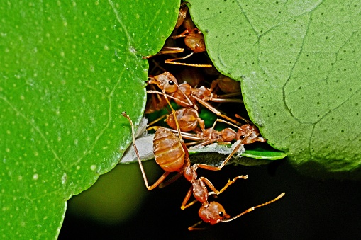 Ants biting leaf, building nest - animal behavior.