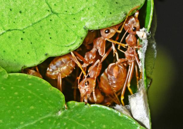 Ants biting leaf, building nest - animal behavior.
