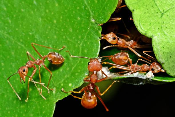 istock Ants biting leaf, building nest - animal behavior. 2077728267