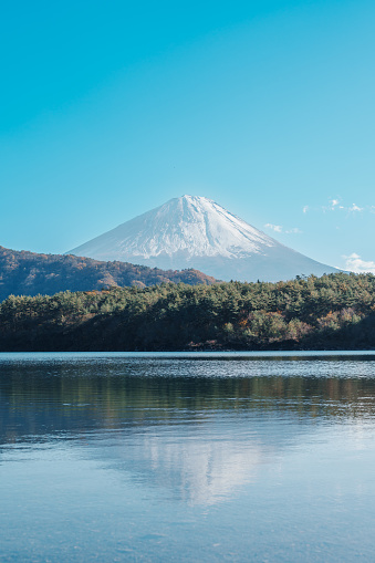 Mount Fuji at lake Saiko near Kawaguchiko, one of the Fuji Five Lakes located in Yamanashi, Japan. Landmark for tourists attraction. Japan Travel, Destination, Vacation and Mount Fuji Day concept