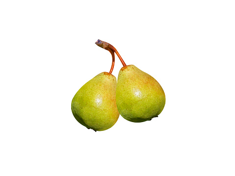 Pyrus communis or Common pear is one of the most important fruits of temperate regions
