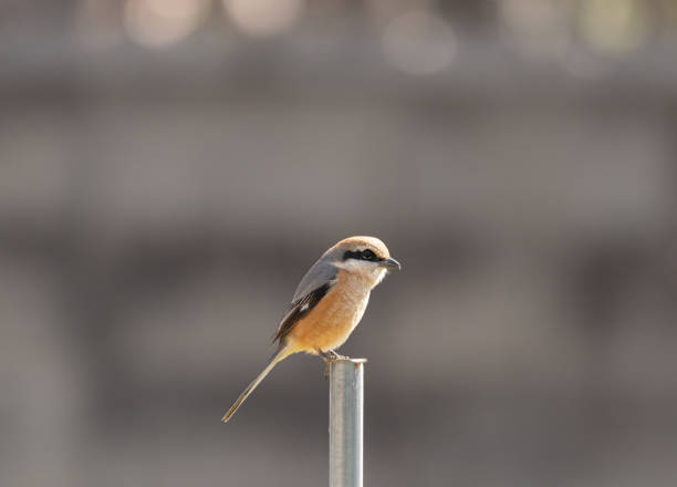 istock wild bird perching on the fence 2077748345