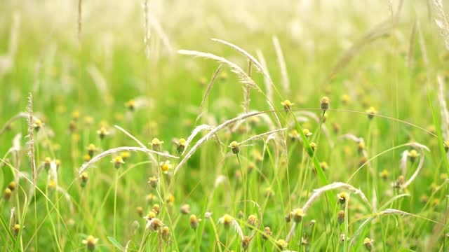 Wild Grass Swaying in Wind Nature Meadow Field Background. Wild Grass Sway From Wind On Nature Sky. Reed In Meadow Sways. natural yellow field moved by wind