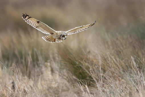 A low-flying short eared owl hunting