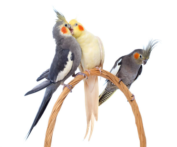 three cockatiel perching three cockatiel playing in front of white background three parrots stock pictures, royalty-free photos & images