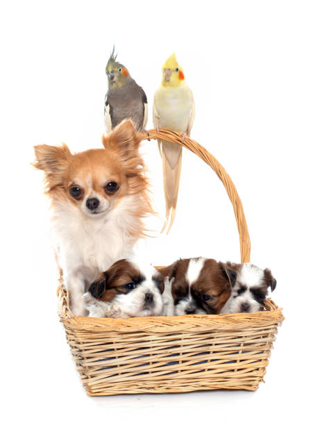 Portrait of cute friends, a dog breed \
