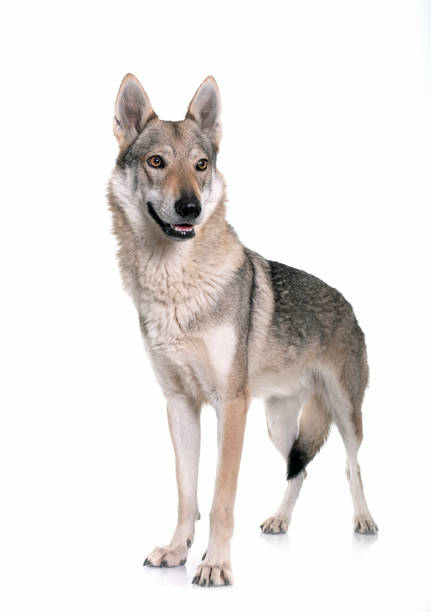 istock czechoslovakian wolf dog 2077753303
