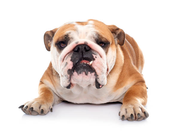 istock young english bulldog 2077753558