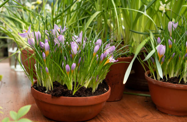 istock iris flowers seedlings in the store 2077757772