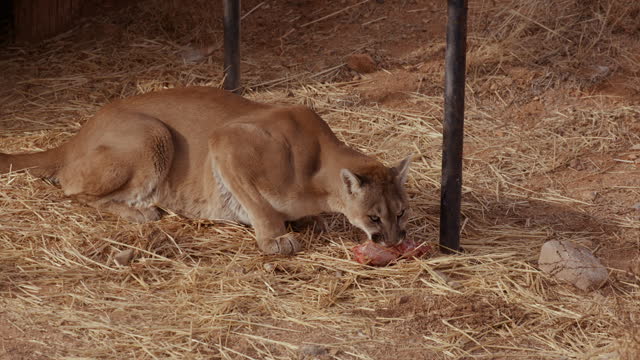 Mountain lion in enclouser eating raw meat chunck while resting