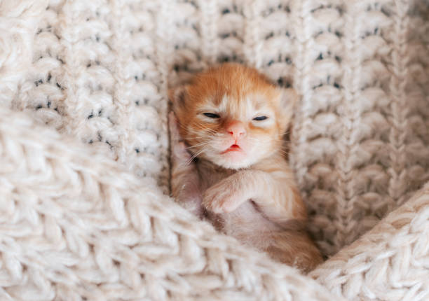 istock newborn ginger kitten looking away. Morning with a kitten 2077773405
