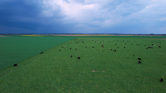 AERIAL: Big herd of cows while grazing on a green pasture under dark storm clouds. Livestock breeding for dairy production purposes. Farm animals at the countryside pasturing on a meadow during summer