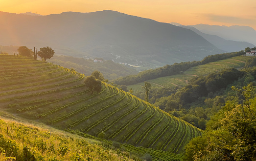 Golden autumn sunset light glowing over hilly landscape and terraced vineyards. Lovely glimpse of picturesque wine region in autumn season with amazingly aligned vine trellises along the hillsides.