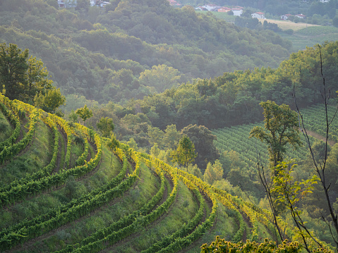 Beautiful vineyard patterns appearing along hilly wine country in golden light. Sunset creating lines of lights and shadows among picturesque hilly countryside covered with terraced vine trellises.