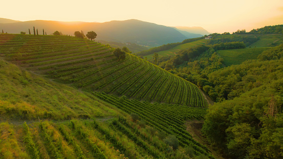 Breath-taking scenery of hilly countryside with hillsides full of grapevines in golden light. Beautiful glimpse of picturesque wine region in autumn season with amazingly aligned terraced vineyards.