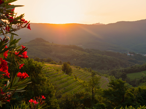 Lovely autumn sunrise beams glowing upon picturesque vineyards on terraced hills. Beautiful glimpse of eye-catching wine country in fall season with amazingly aligned vine trellises on hillsides.