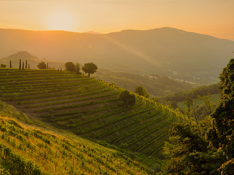 Last touches of autumn evening sun across wine country and terraced vineyards. Breath-taking landscape with hills full of grapevines in golden light. Beautiful glimpse of eye-catching wine countryside