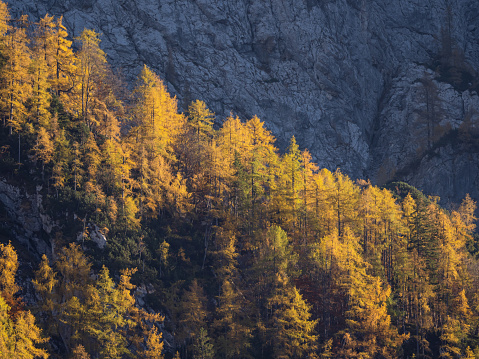 Magnificent autumn contrast between shadowy rocky wall and sunlit larch trees. Yellow golden larch trees glowing under steep mountainside. Breath-taking views of Julian Alps above the Krma Valley.
