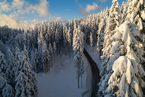 AERIAL: Stunning winter fairy tale with mountain road leading along snowy forest. Flight above winding road and beautiful wintery mountain area with spruce treetops covered with freshly fallen snow.