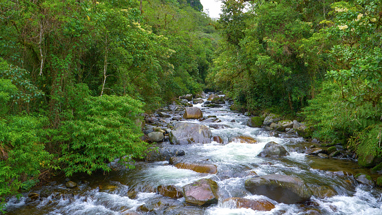 Vibrant green jungle trees surrounding pristine and free flowing Caldera River. Astounding and unspoiled natural environment with cascading water and white rapids in the heart of Panamanian jungle.
