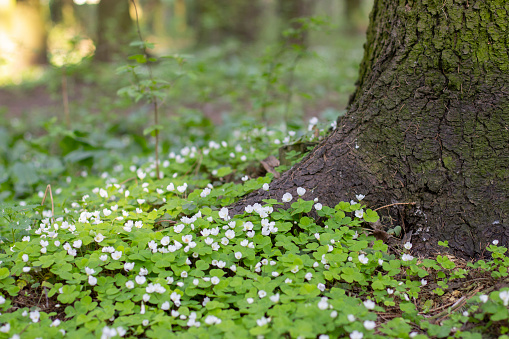 Blooming wood sorrel (Oxalis acetosella), growing underneath a tree in a forest. spring flowers in the forest. Oxalis acetosella wood sorrel in bloom, white flowering plant in forest .