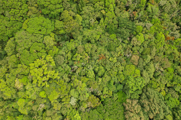 istock AERIAL TOP DOWN: Unspoiled tropical jungle with densely growing deciduous trees 2077788135