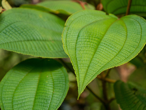 CLOSE UP, DOF: Beautifully structured vibrant green leaves of a tropical plant