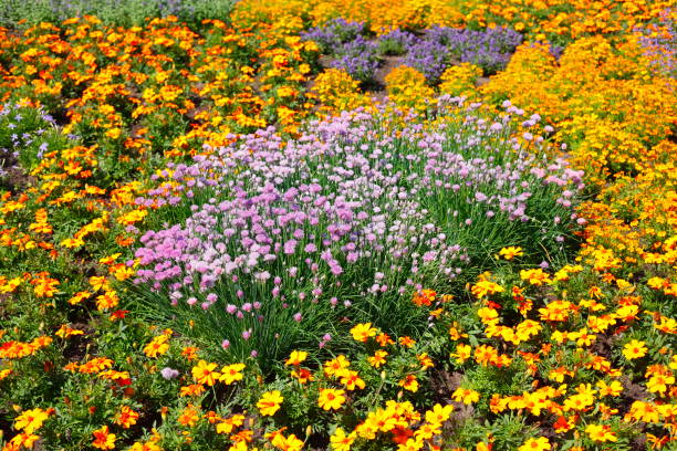 istock Blooming colorful summer flowers, flower bed, Germany 2077790230