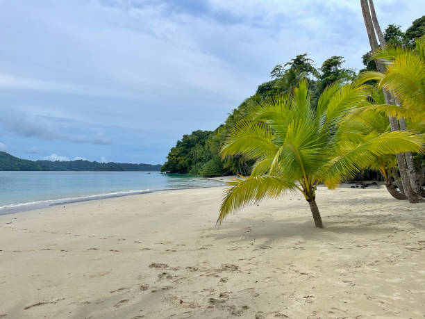 istock Stunning sandy beach under palm trees on a tropical island in Pacific Ocean 2077790259
