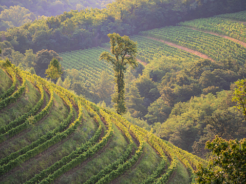 First golden sunrays illuminating picturesque vineyards with thriving grapevines. Beautiful glimpse of eye-catching wine countryside with amazingly aligned vine trellises on hillsides in morning sun.