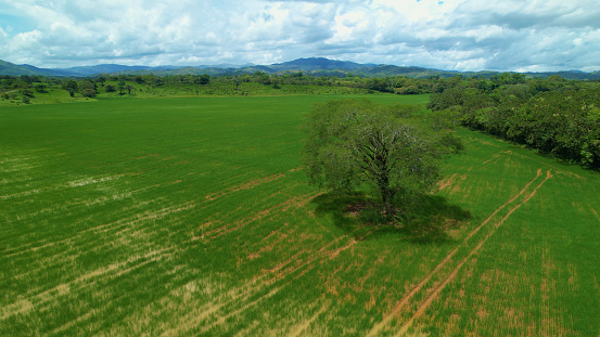 AERIAL: Tall tree with lush canopy growing in the middle of a green rice field. Cultivated agricultural land for rice production in exotic Panama. Beautiful hilly countryside with vast farming areas.