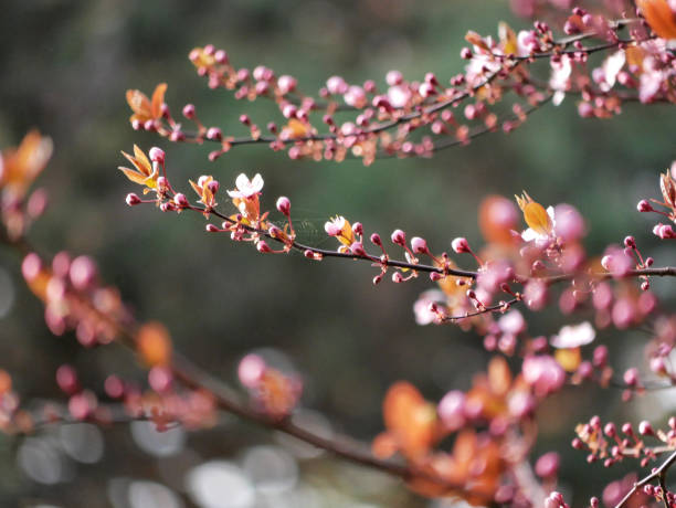 First spring flowers - sakura hanami, cherry blossom in Wien.