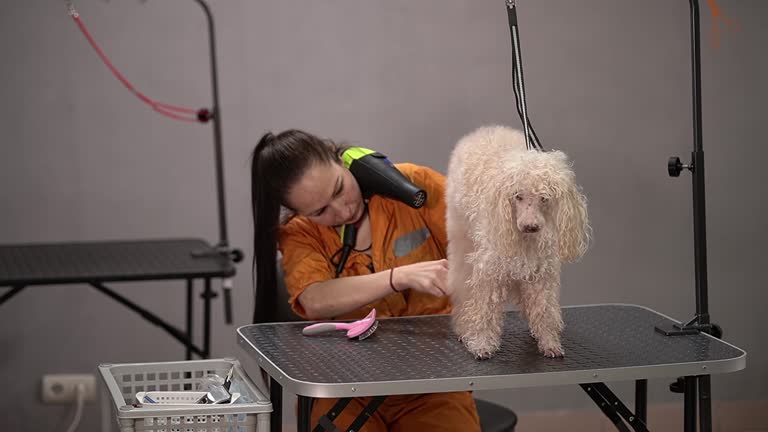 dog grooming