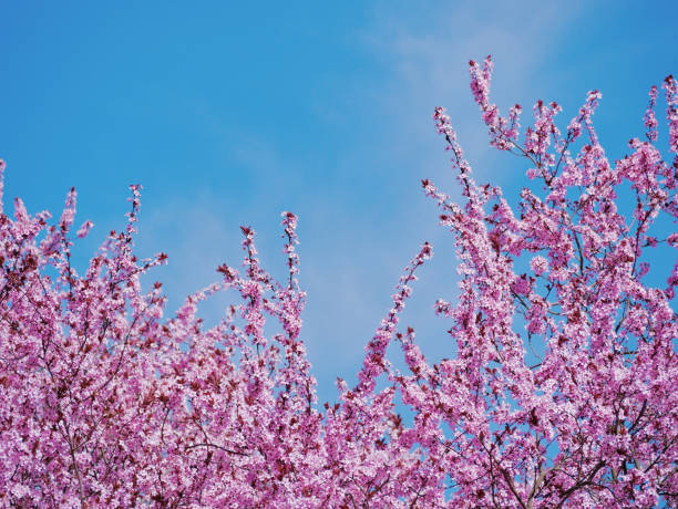 istock First spring flowers - sakura cherry blossom in Wien 2077801709