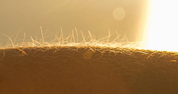 istock LENS FLARE, MACRO: Human hand with upright body hairs glowing in golden sunlight 2077802221