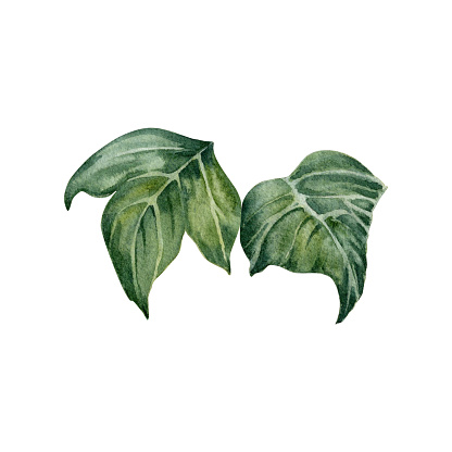 Green ivy leaves. Watercolor hand painted tropical plant. Isolated elements on white background. Natural botanical illustration. Wedding, birthday, holidays, exotic floral card designs, jungle prints