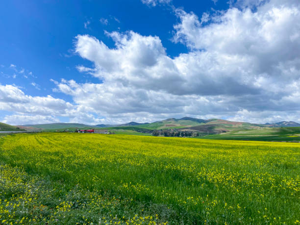 istock Djemila and Timgad 2077823688