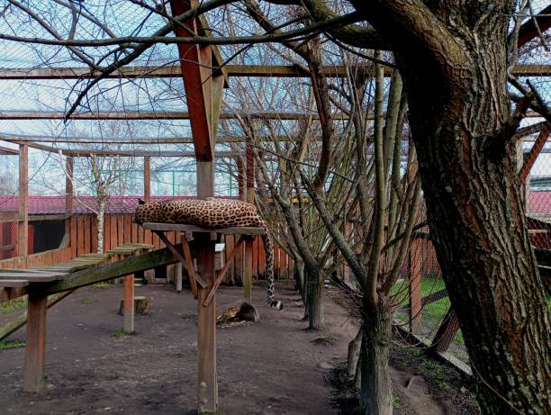 The leopard rests on a special platform in a special enclosure. A row of trees grows in the cage with the animal. Rest of the leopard.