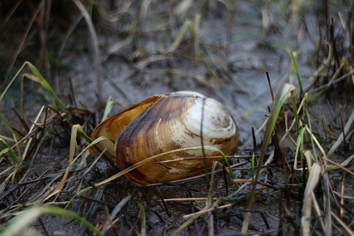 Opened clam shell, mussel close up, blurred background