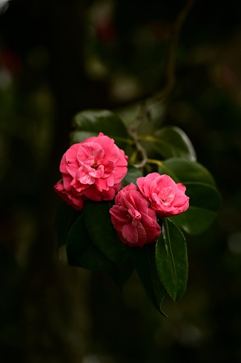 Two pink flowers in dim light beside a tree