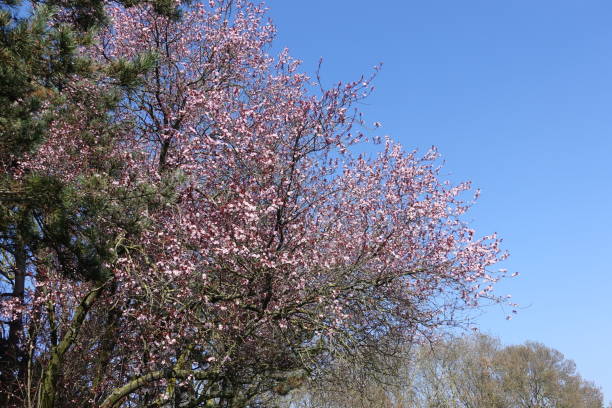 istock First spring blossoming tree against cloudless sky  Public park in the Paris region 2077856598