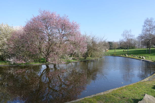 istock Reflections of flowering trees on a water plane,  Public park in spring 2077857123