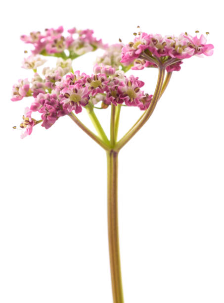 istock Carum carvi flowers 2077861360