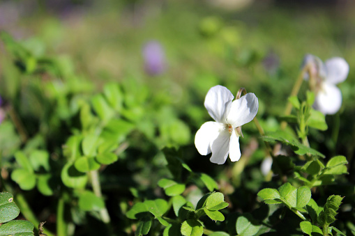 Flowering of a small tall forest violet. Photo taken in Abkhazia, in February