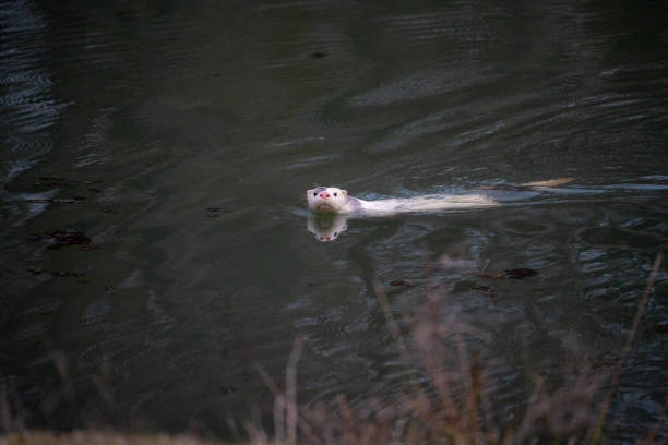 Cute otter in flowing water